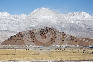 Tibetan Plateau between Lhasa and Qinghai photo